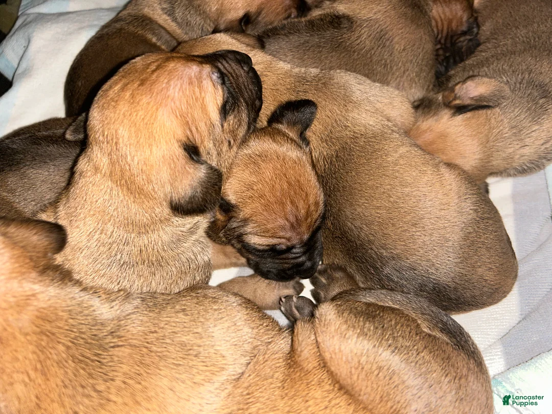 Rhodesian Ridgeback dogs for sale: Rhodesian Ridgeback Puppy 1 sky blue collar - Ad 11