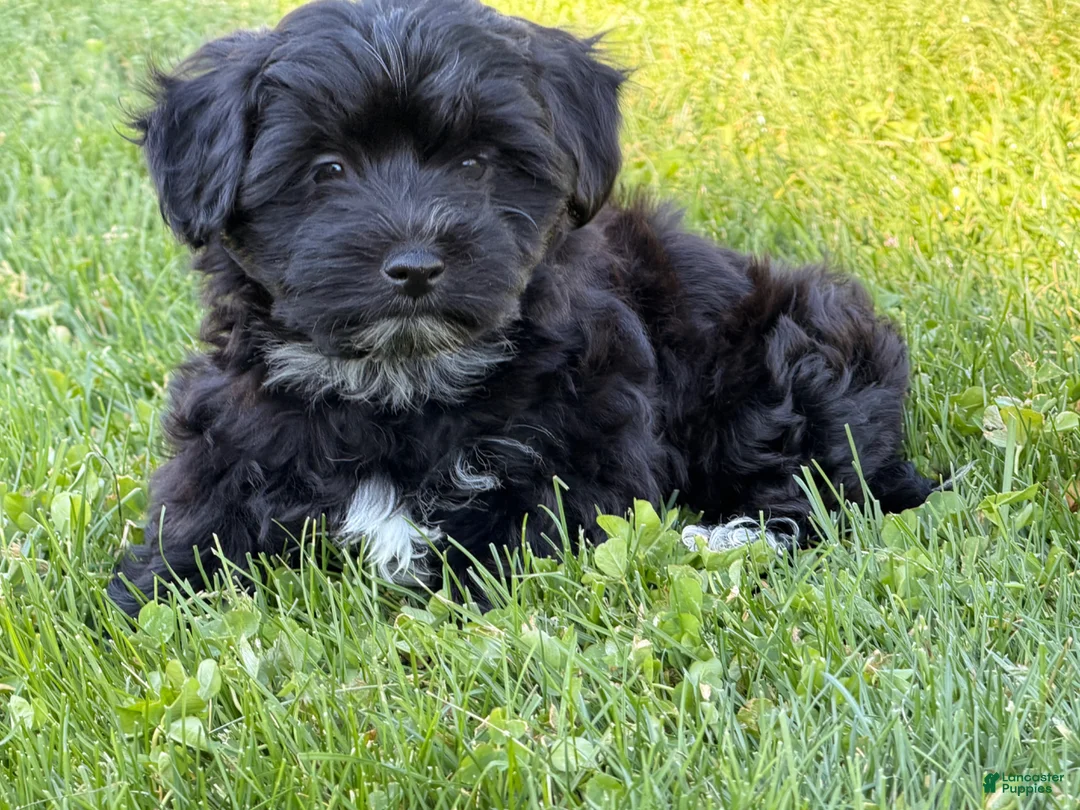 Shorkie dogs for sale: Polo - Ad 2