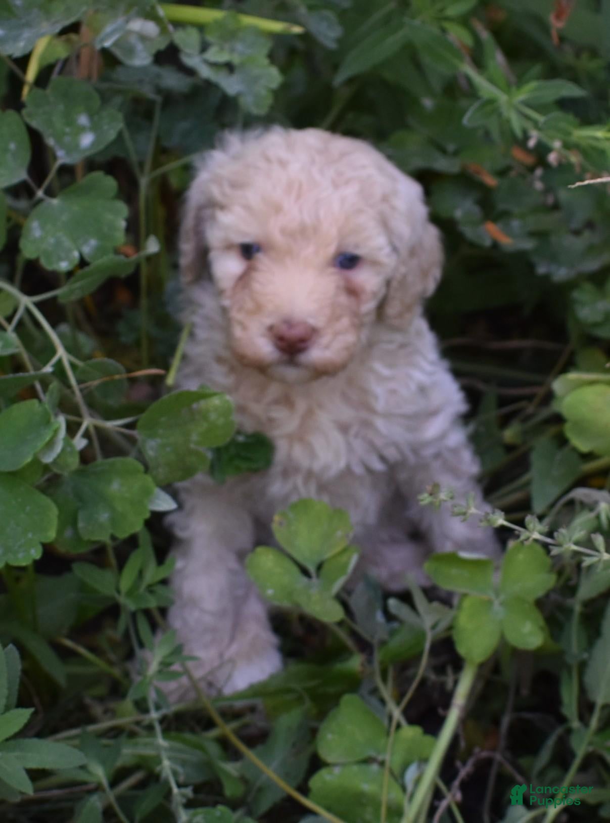 Standard Poodle dogs Standard Poodle 13 Cream - Ad 1