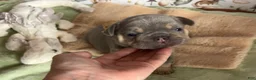French Bulldog dogs for sale: French Bulldog 1 - Ad 4