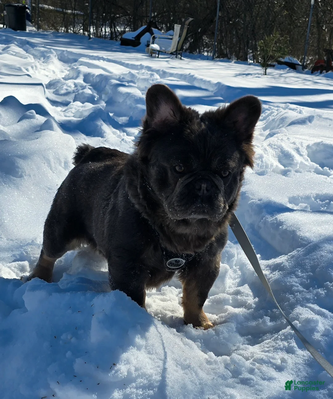 French Bulldog dogs for sale: Tyson - Ad 10