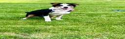 Australian Shepherd dogs for sale: Australian Shepherd 3 - Ad 1
