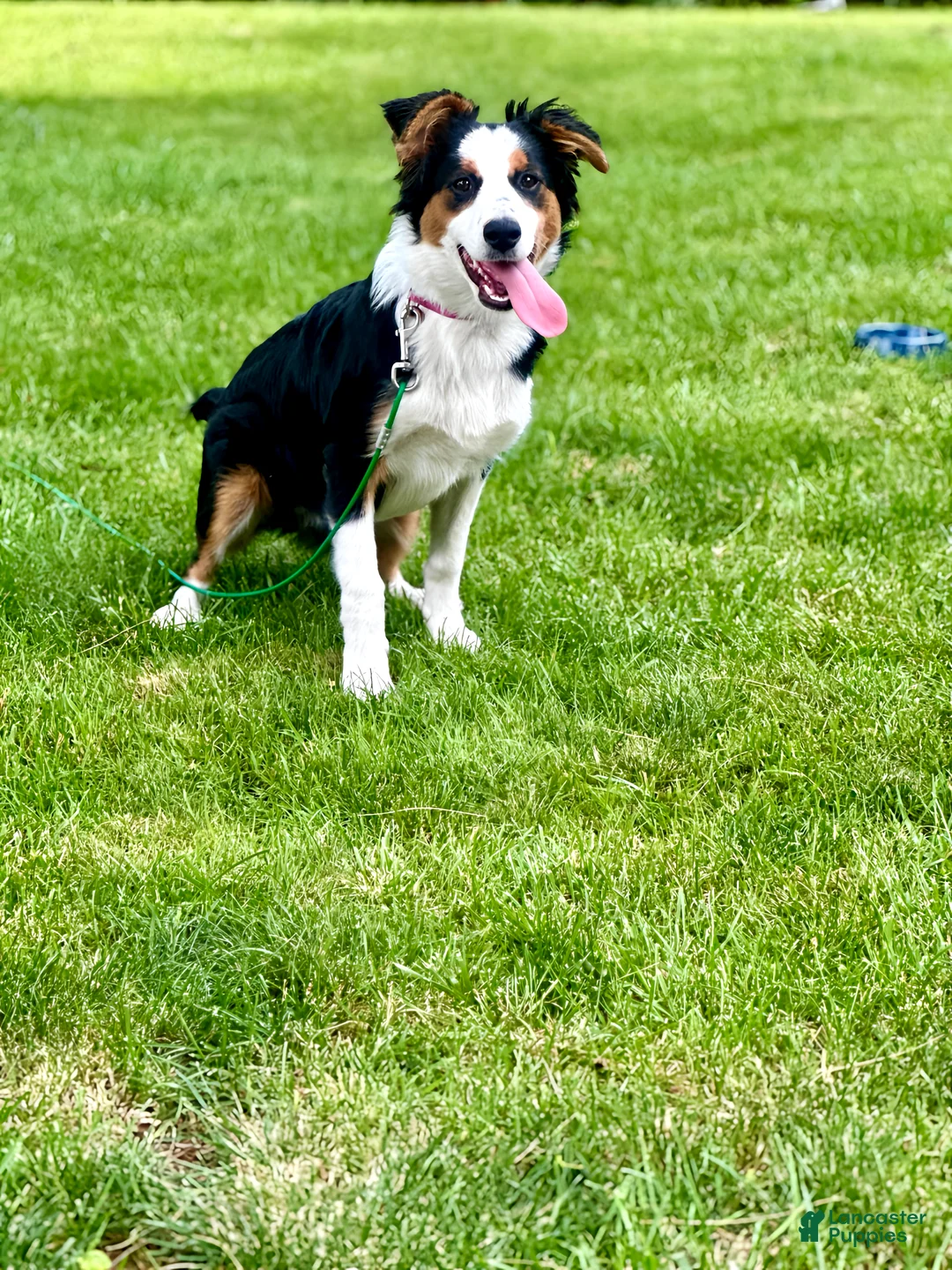 Australian Shepherd dogs for sale: Australian Shepherd 3 - Ad 1