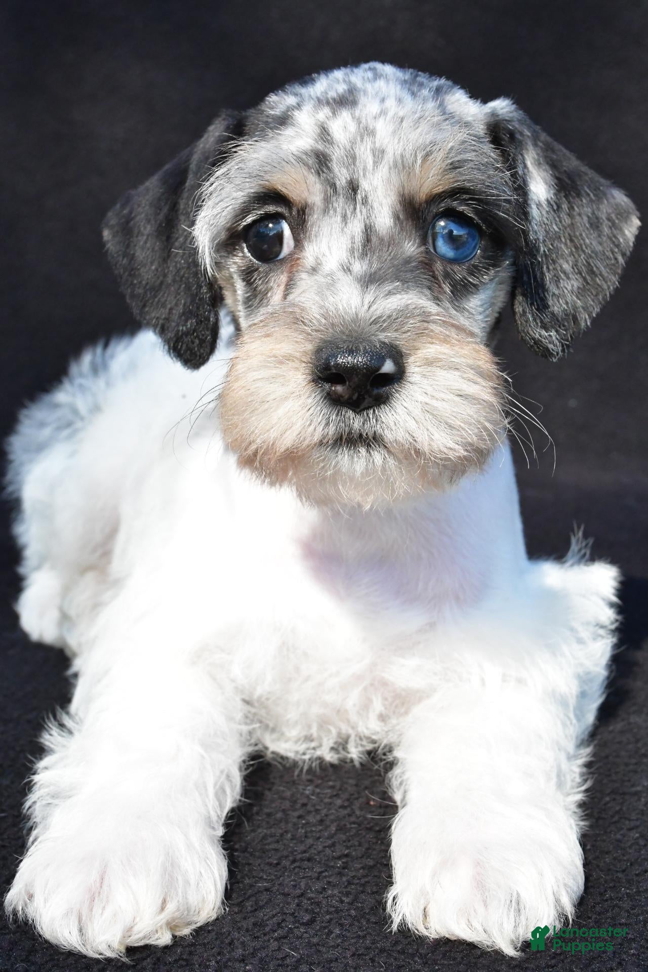 Schnoodle dogs Hali - Ad 2
