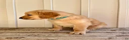 Golden Retriever dogs for sale: Teal Girl - Ad 2