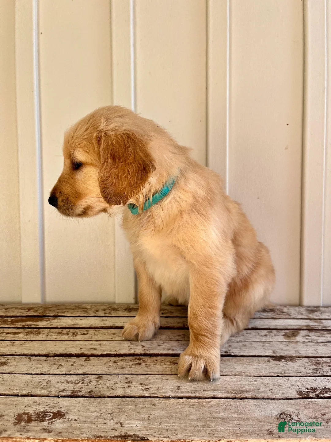 Golden Retriever dogs for sale: Teal Girl - Ad 2