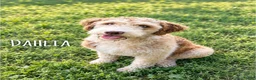 Aussiedoodle dogs for sale: Dean - standard f1b - Ad 2