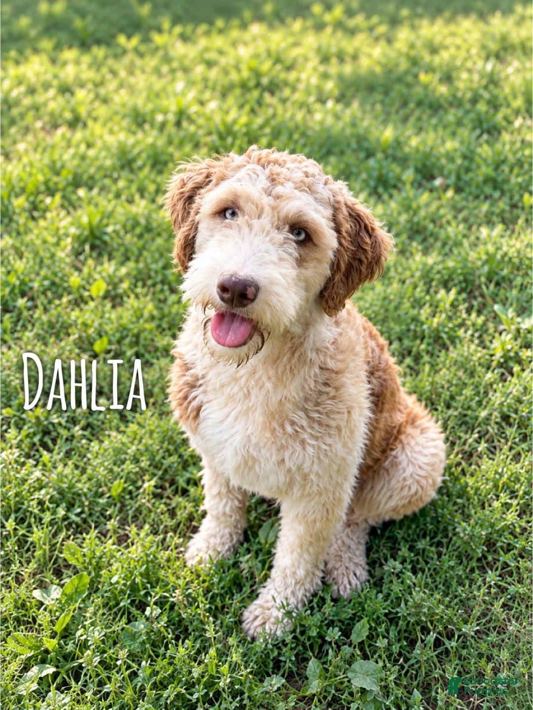 Aussiedoodle dogs for sale: Dean - standard f1b - Ad 2