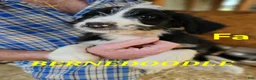 Bernedoodle dogs for sale: Bernedoodle  - Ad 13