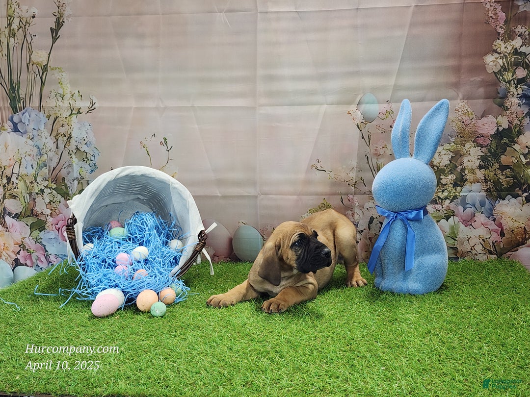 Mixed Breed dogs for sale: 2025 Bloodahoula Male 1 "Huck" - Ad 9