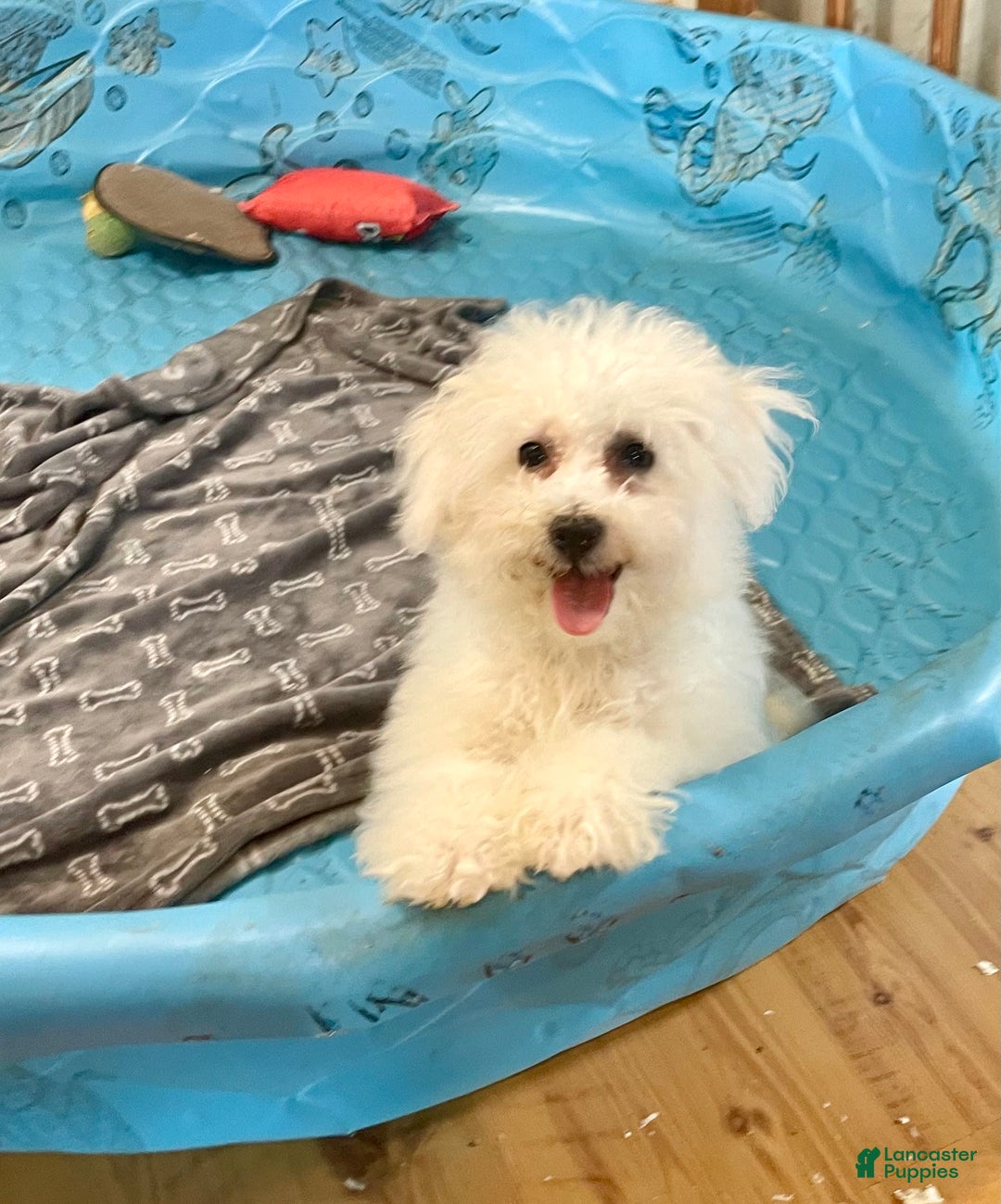 Bichon Frise dogs for sale: Lola - Ad 9