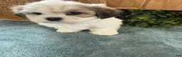Teddy Bear dogs for sale: Fluffie - Ad 21