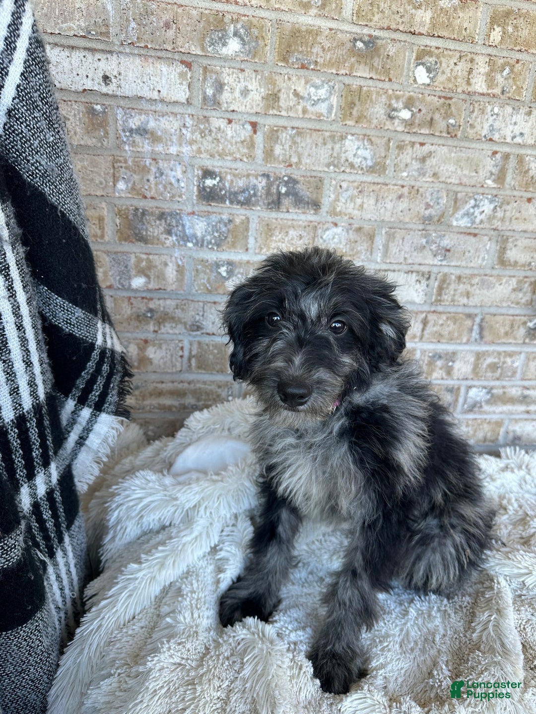 Mixed Breed dogs for sale: Gary - Ad 2