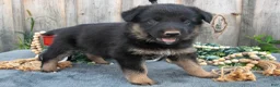 Mixed Breed dogs for sale: Geo - Ad 1