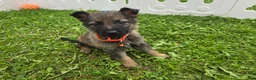 German Shepherd dogs for sale: German Shepherd 3 - Ad 1