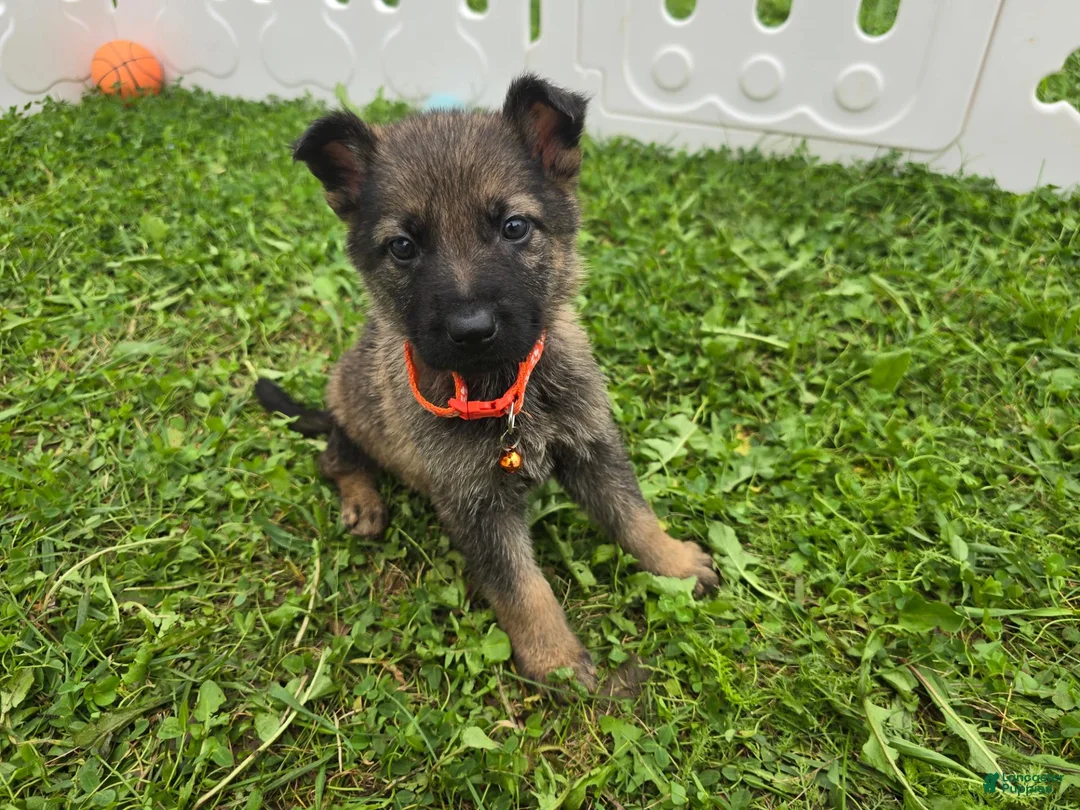 German Shepherd dogs for sale: German Shepherd 3 - Ad 1