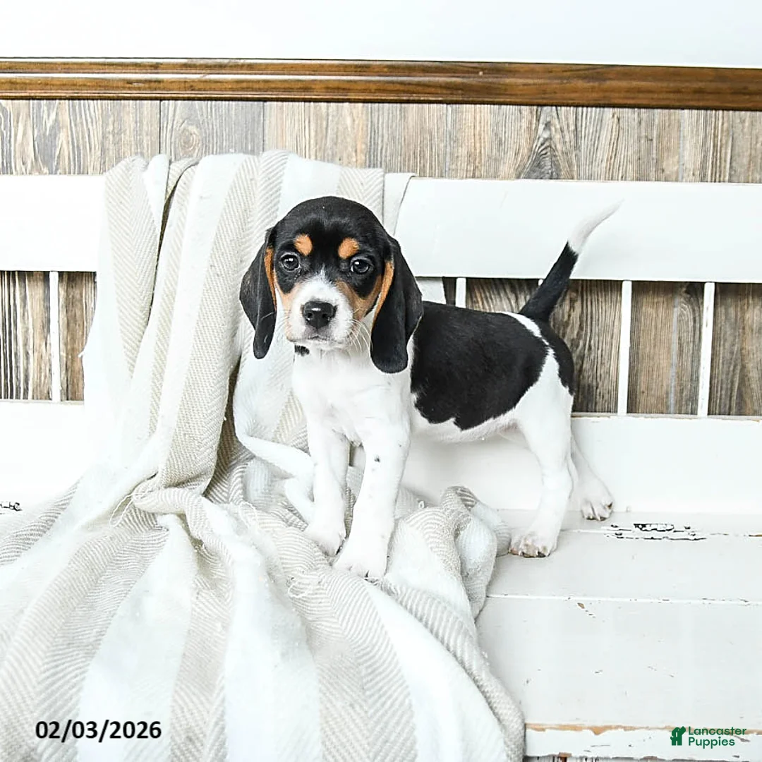 Beagle dogs for sale: Blossom - Ad 1