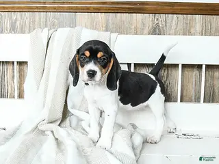 Beagle dogs Blossom - Ad 5