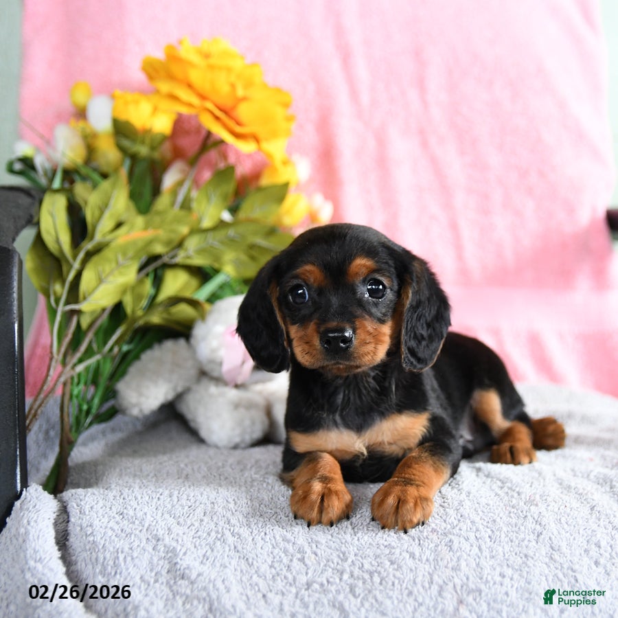 Mixed Breed dogs Enzo - Ad 1