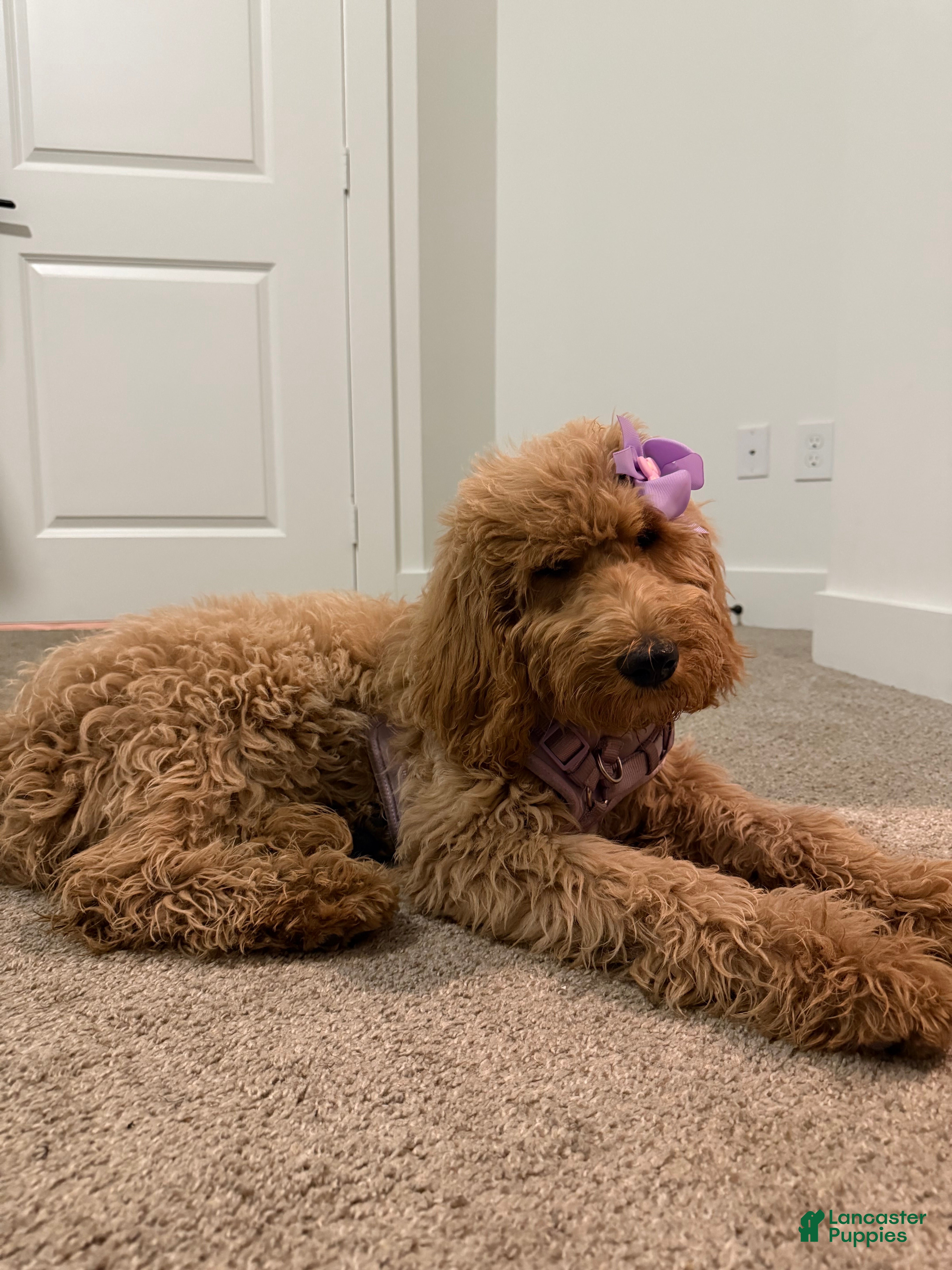 Goldendoodle dogs Raina - Ad 24