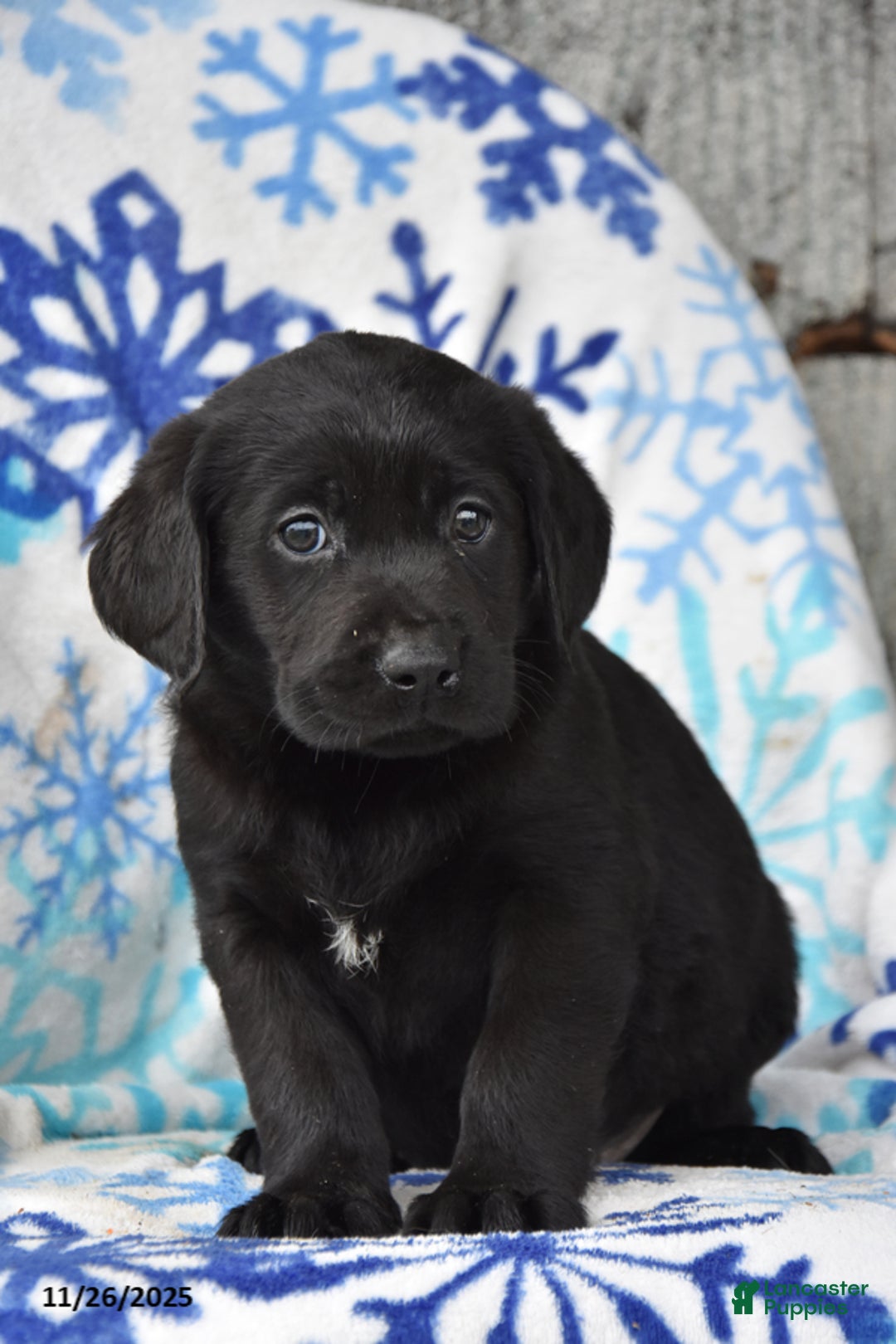 Labrador Retriever dogs for sale: Reba - Ad 2