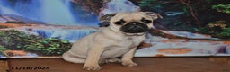 Pug dogs for sale: Rusty - Ad 3