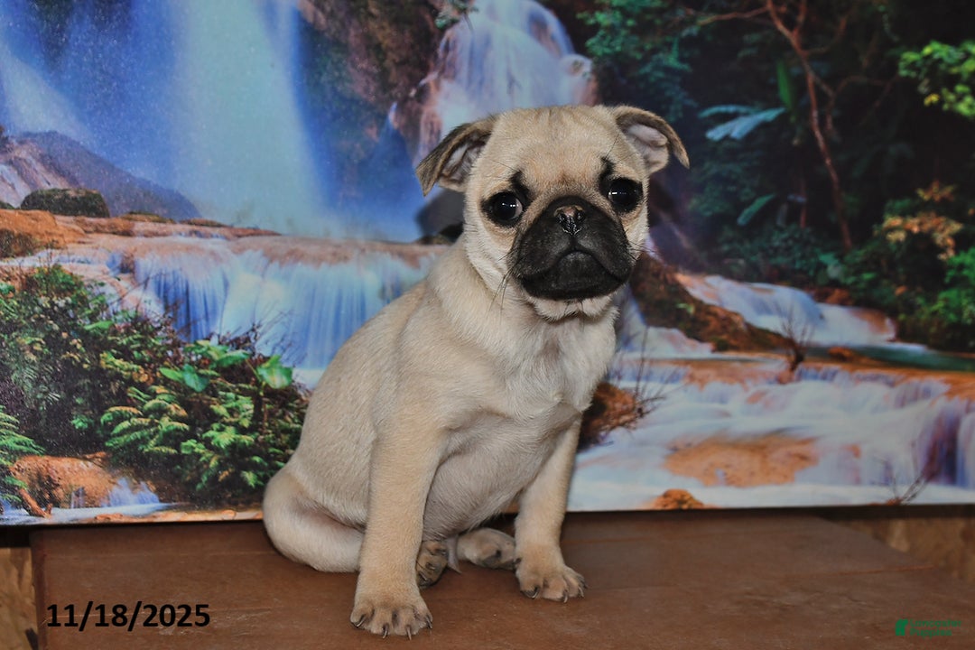 Pug dogs for sale: Rusty - Ad 3