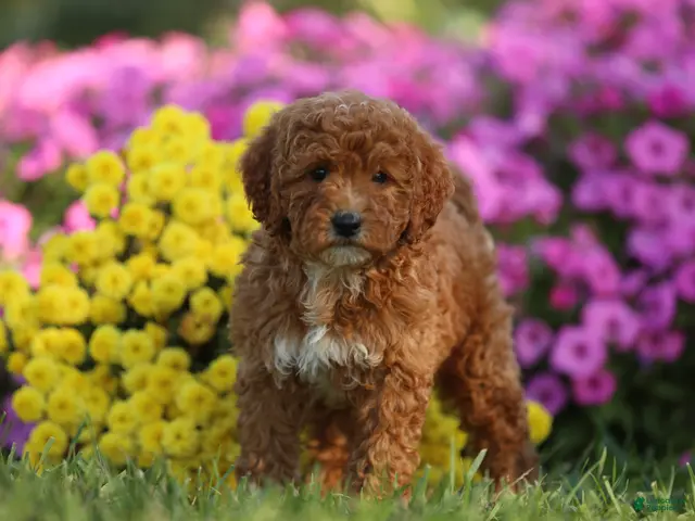 Mini Goldendoodle dogs for sale: Angel - Ad 15