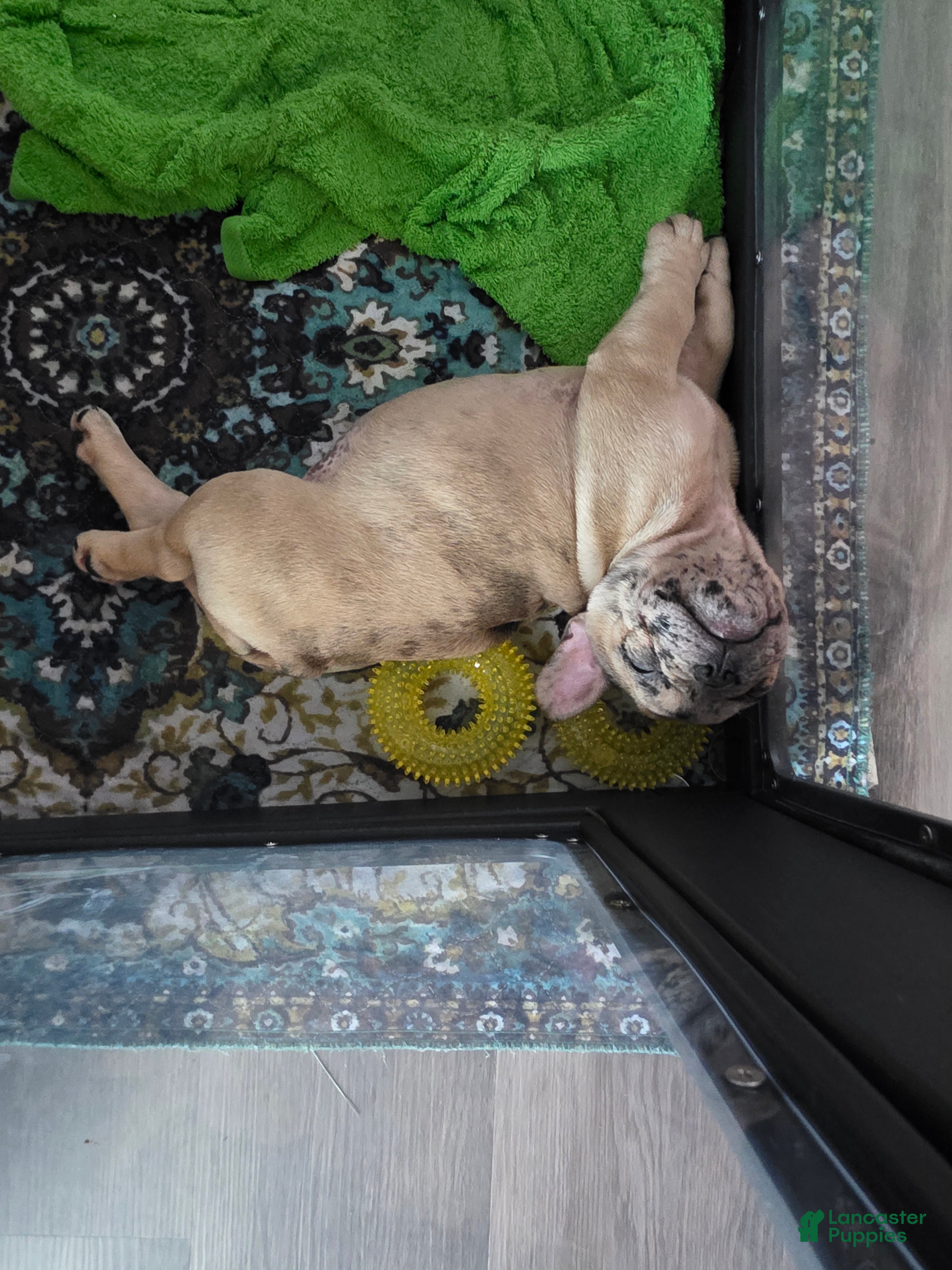French Bulldog dogs Alfie - Ad 1