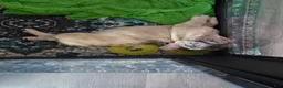 French Bulldog dogs for sale: Alfie - Ad 3