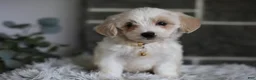 Maltipoo dogs for sale: Cosmo - Ad 5