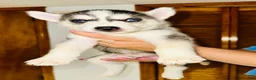 Siberian Husky dogs for sale: Blue - Ad 1