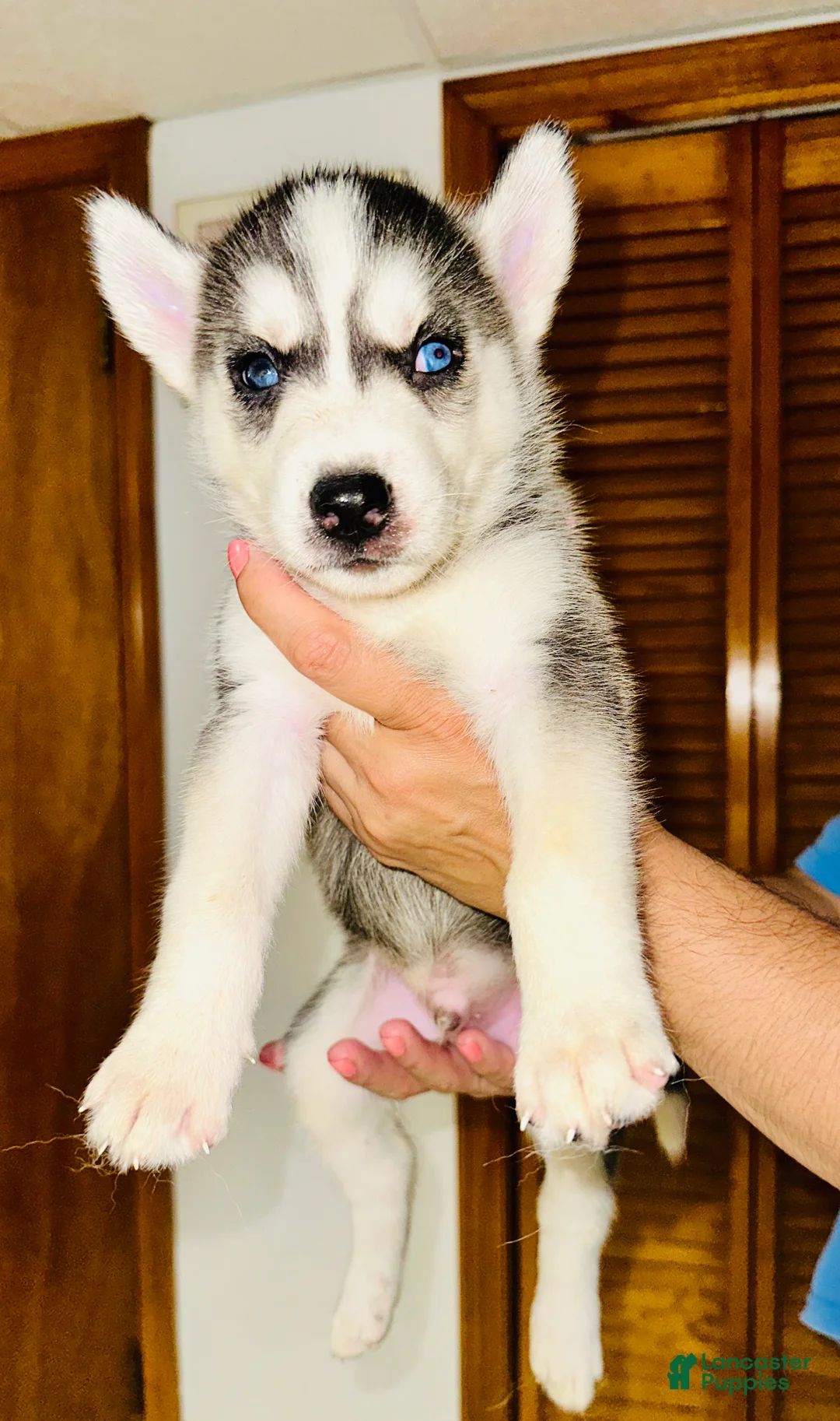 Siberian Husky dogs for sale: Blue - Ad 1