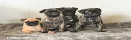 Pug dogs for sale: Midnight - Ad 5