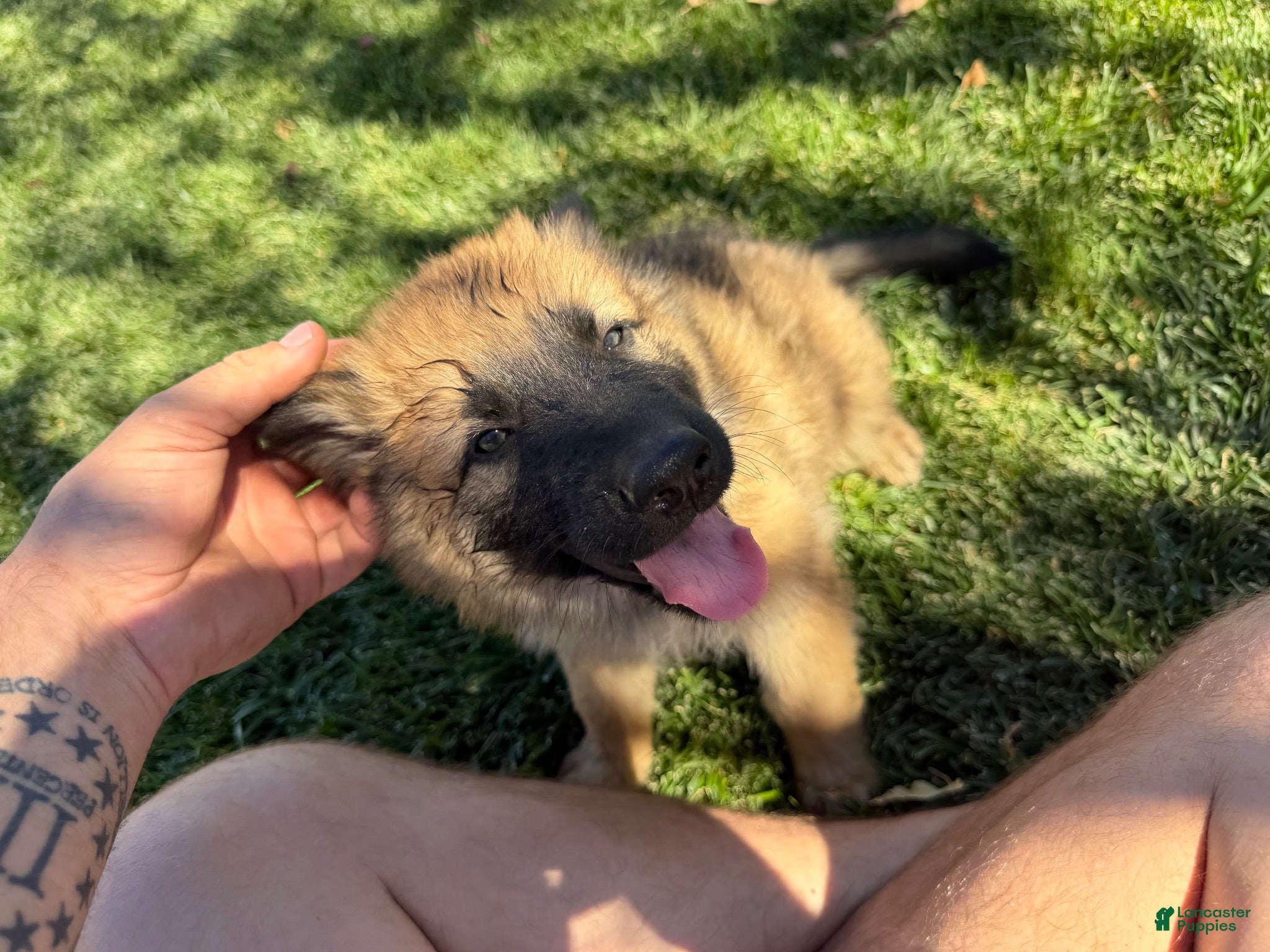 German Shepherd dogs German Shepherd 2 - Ad 29