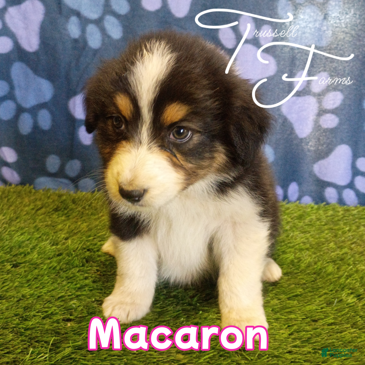 Australian Shepherd dogs Macaron - Ad 1