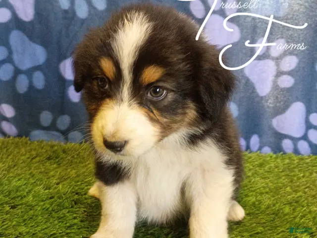 Australian Shepherd dogs for sale: Macaron - Ad 1