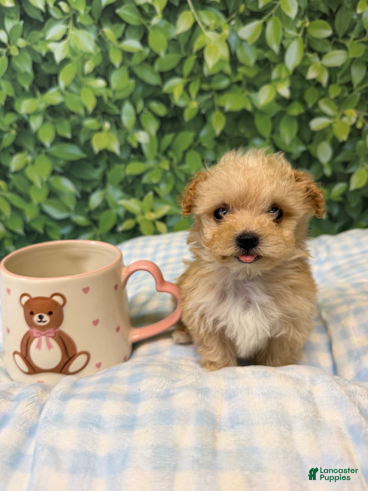 Maltipoo dogs Sorbet  - Ad 15