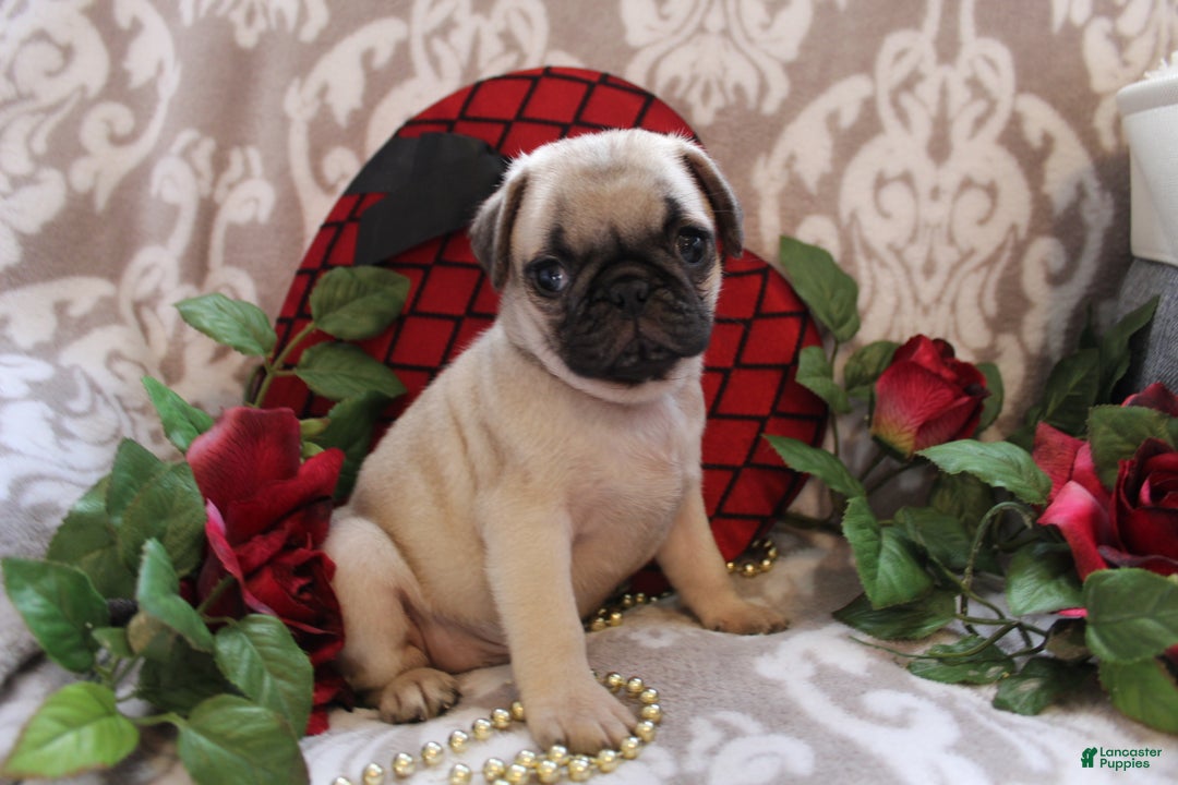 Pug dogs for sale: Clint - Ad 2