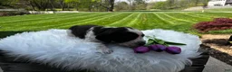 English Springer Spaniel dogs for sale: Piper - Ad 3