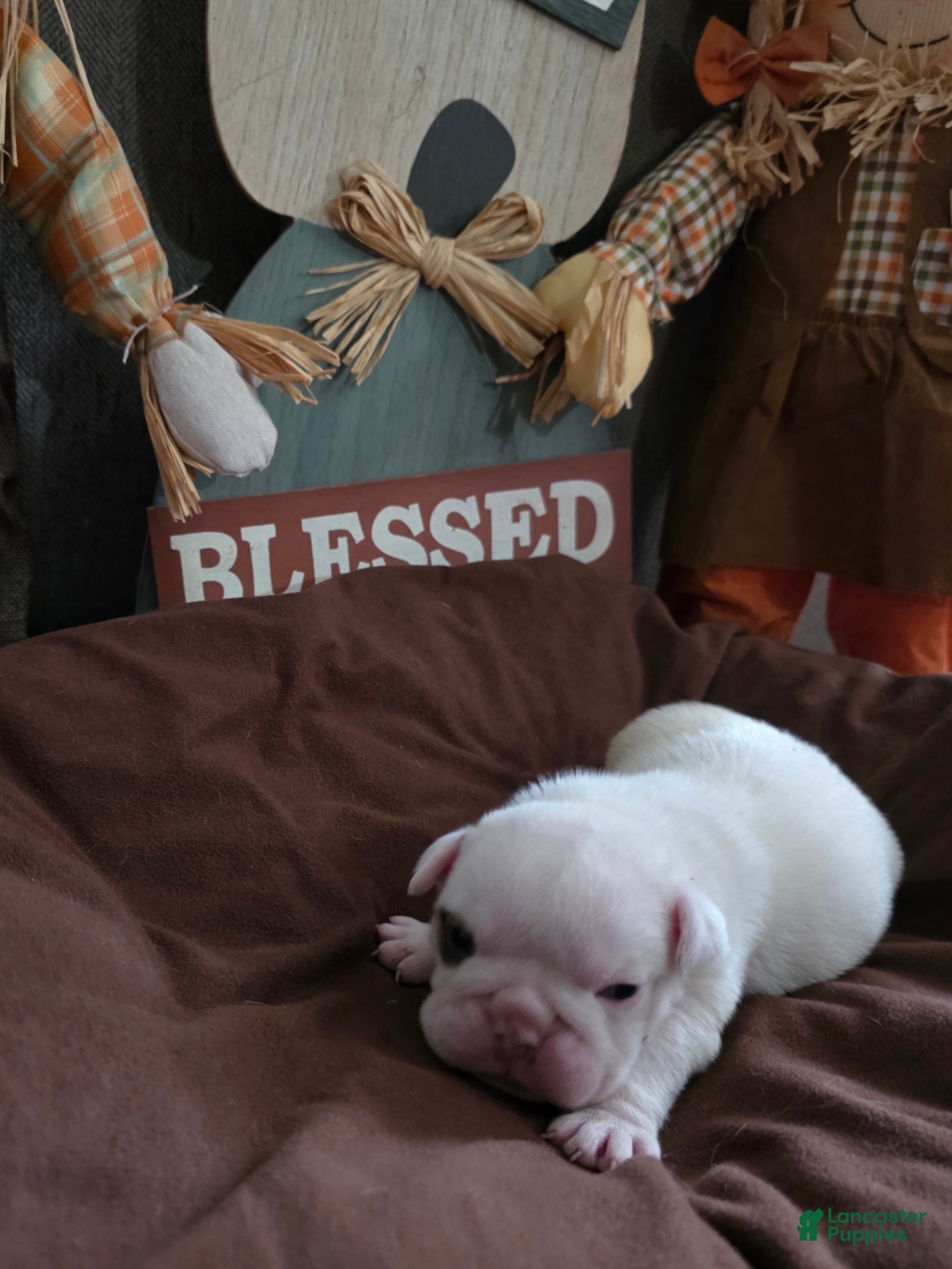 English Bulldog dogs English Bulldog 2 - Ad 1