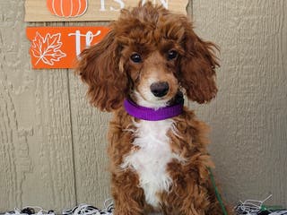 Miniature Poodle dogs Bailey - Ad 32