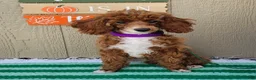 Miniature Poodle dogs for sale: Bailey - Ad 1