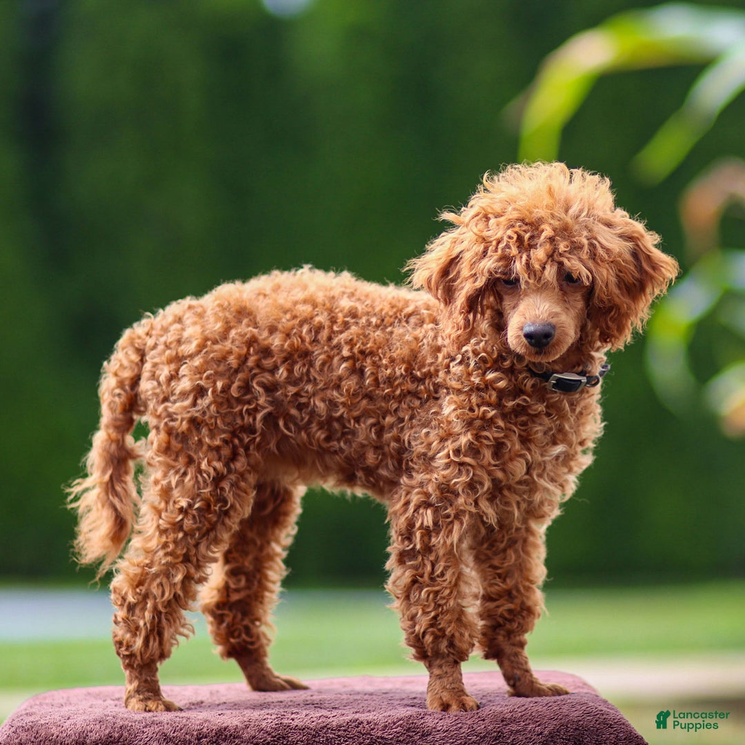 Toy Poodle dogs for sale: Maple Rose - Ad 6