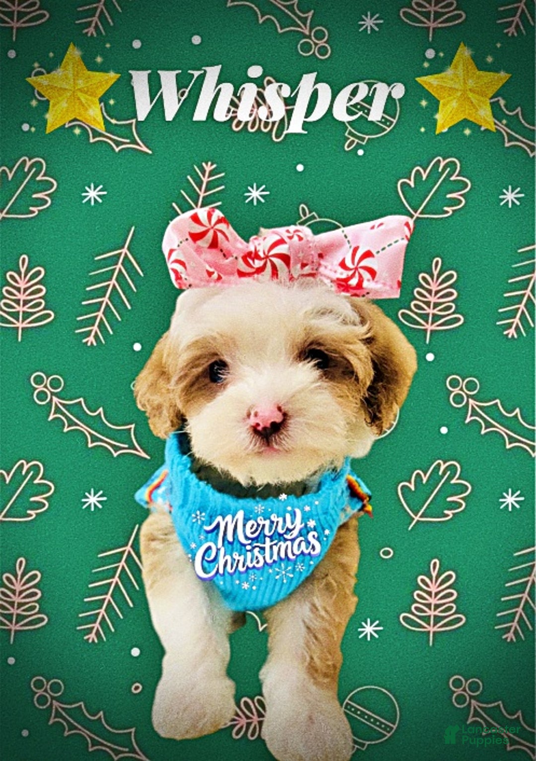 Havapoo dogs for sale: Whisper - Ad 2