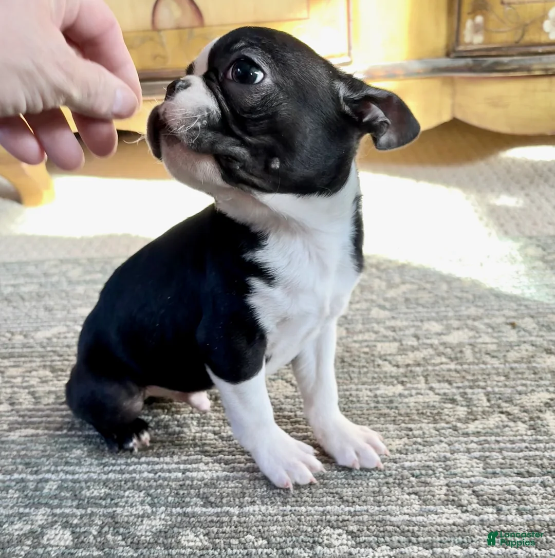 Boston Terrier dogs for sale: Boston Terrier Puppy 1 - Ad 4