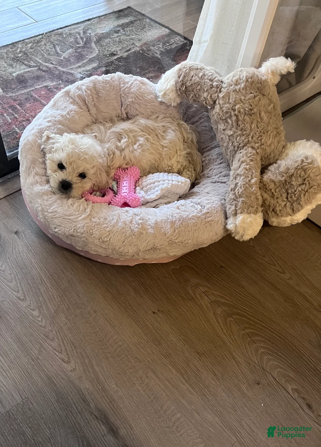 Shihpoo dogs for sale: Shihpoo Puppy 1 - Ad 2