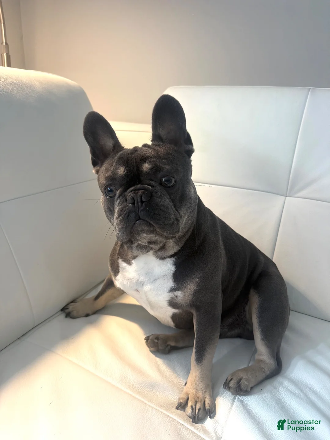 French Bulldog dogs for stud: PhillyFrenchie  - Ad 4
