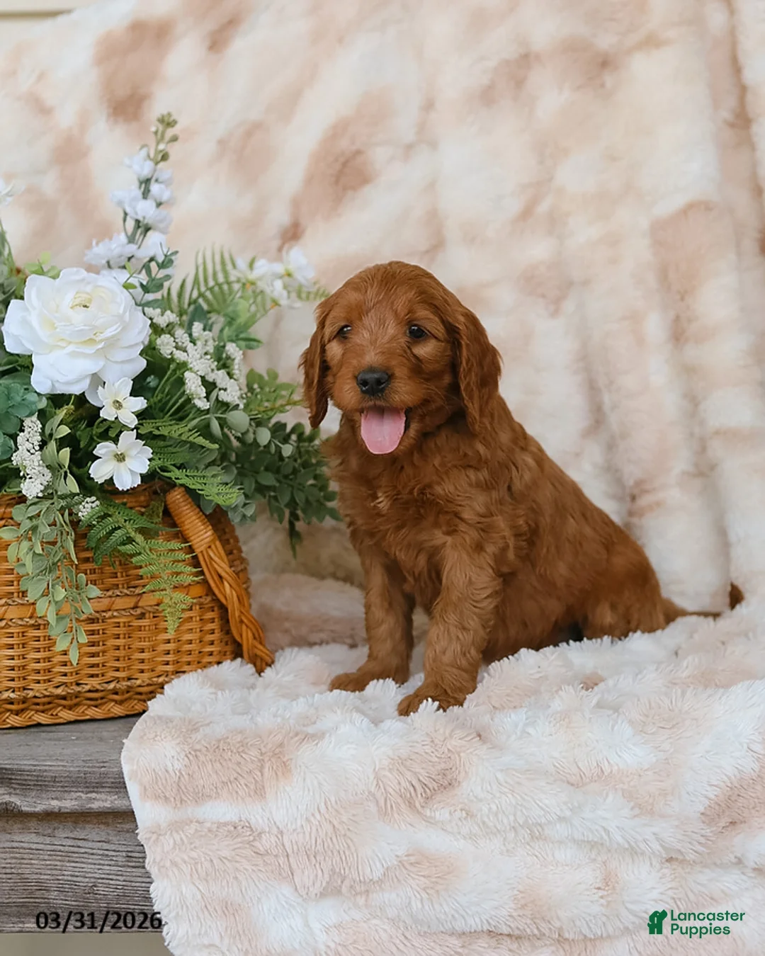 Goldendoodle dogs for sale: Gabby - Ad 2