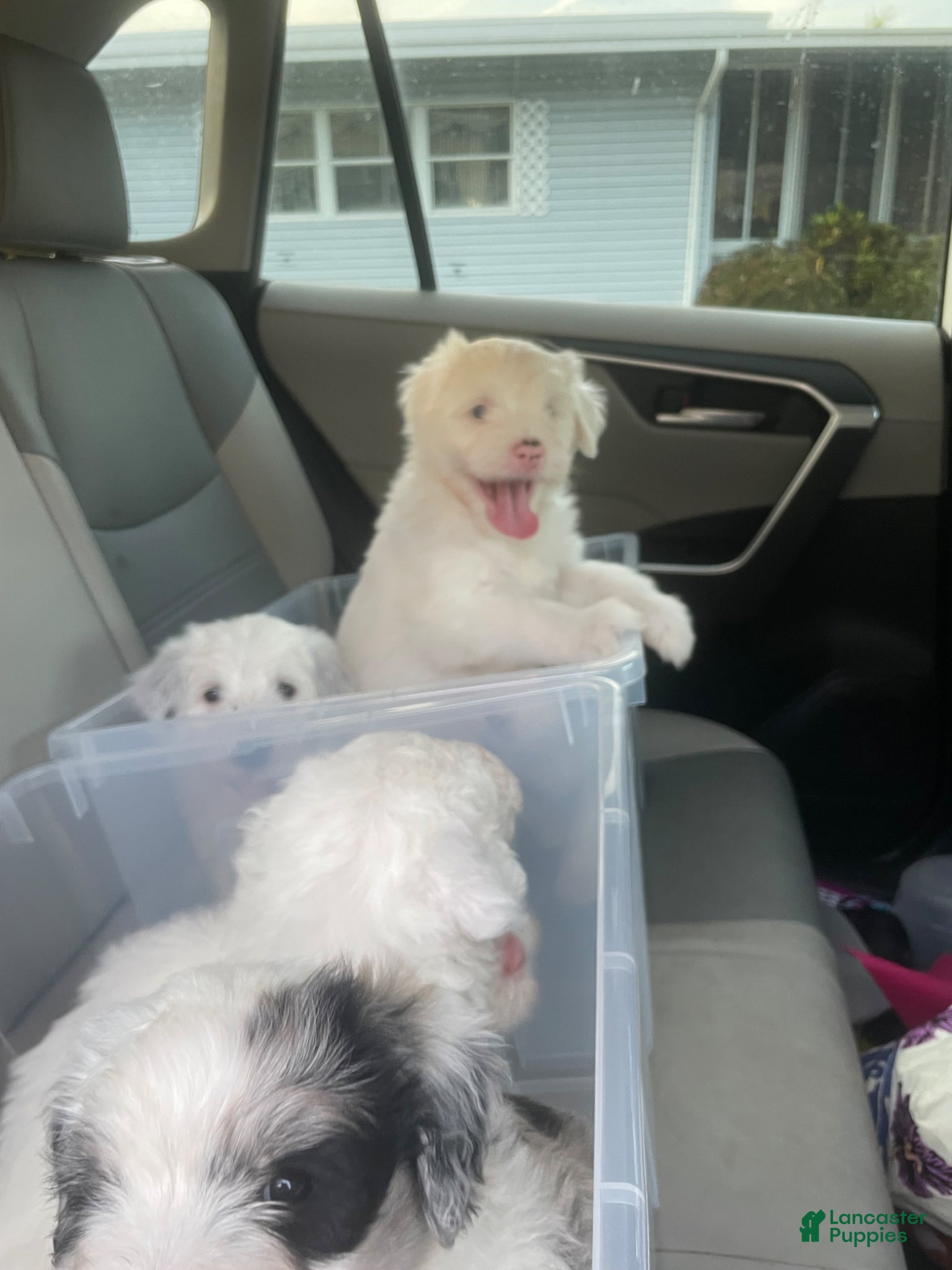 Sheepadoodle dogs Sheepadoodle Puppy 7 - Ad 2